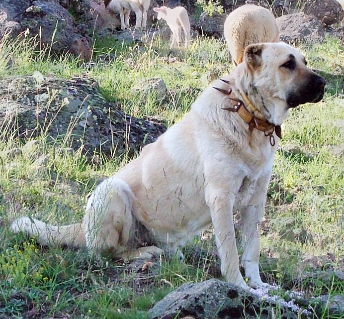İtalyan köpek eğitmenleri Eskişehir'de Türk çoban köpeklerini inceledi